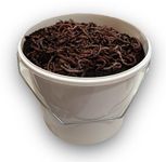 Worms Direct - Live Tiger Worms In tub, for Composting, Fishing Bait, and Reptile Food (250 grams)