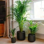 Grow Bamboo In Pots