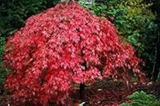 Japanese Maple (Acer palmatum) 25 S