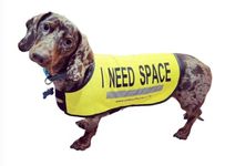 Yellow Dog UK Dog Vest - I NEED SPACE (Extra Small)