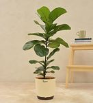 UGAOO Fiddle Leaf Fig Bambino Natural Live Indoor Plant - Large