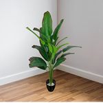 Large Office Plants