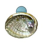 NESSASTORES - Pink Abalone Sea Shell One Side Polished Beach Craft 4" - 5" #JC-011 (1 pc)