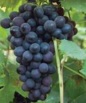 BLOOM & GROW Hybrid Fruit Live Plant - Rare Exotic Grape Vitis Vinifera" Black Seedless" Plant