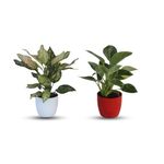 JESAA GREENS Combo of 2 Live Plants Aglaonema Beauty and Birkin Decoration Plants With Plastic Pots | Air Purifying Plant | Live Indoor Outdoor Gardening Plant For Living Room, Home Décor | Set of 2