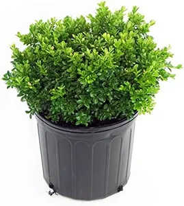 Buxus micr