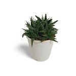 Creative Farmer Oxygen Plants|Living Room|Living Room|Table|Live Plant|Home Décor Aloe Vera Pepe (Aloe 'Minnie Belle"), 7 Cm Pot Outdoor Garden (Home Gardening Healthy Plant)