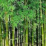 200+ Fresh Giant Bamboo Seeds for P