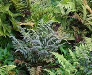 South Eastern Horticultural Hardy Ferns Mix Perennial Large Plug Plants Special Collection Pack x6