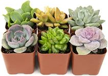 Succulent Plants (5 Pack) Fully Rooted in Planter Pots with Soil - Real Live Potted Succulents / Unique Indoor Cactus Decor by Plants for Pets