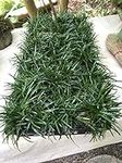 Dwarf Mondo Grass (Ophiopogon japon