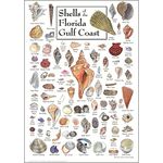 Shells of Florida's Gulf Coast Poster