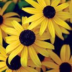 Caribou Seed Company | Perennial | Black-Eyed Susan | 60-70 Seeds | Rudbeckia hirta | Fresh Canadian Seed