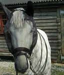 Gee Tac Horse Fly Riding Mask Full Face Ears Nose - COB