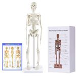 Human Skeleton Model for Anatomy,17”Mini Human Skeleton Model with Movable Arms and Legs,Scientific Model for Study Basic Details of Human Skeletal System