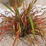 1 X Phormium 'Jester' New Zealand Flax Evergreen Shrub Hardy Plant in Pot