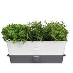 Cole & Mason Burwell Self-Watering Potted Herb Saver, Windowsill Herb Planter Indoor/Herb Box/Indoor Herb Garden, Triple, Suitable for 3 pots (85 mm), Includes 12 x Pads