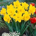 Spring Bulbs - Daffodil 'Mixed Selection' - 10 x Premium Bulb Pack - Daffodil Bulbs - Daffodils - Garden Ready + Ready to Plant