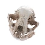 Resin Cat Head Skull Model Animal Unique Gift for