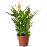 Spathiphyllum Peace Lily Large Indoor House Plant Purify The Air in Your Home (20-30cm (Incl. Pot))