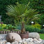 YouGarden, Trachycarpus fortunei Chusan Palm, Garden Ready Plant, Planted in a 14cm Pot Arriving with a Height of 50-60cm, Ready for Planter