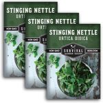 Stinging Nettle Seed for Planting - 3 Packets with Instructions to Plant and Grow Medicinal Herb Common Stinging Nettle in Your Home Herb Garden - Non-GMO Heirloom Variety - Survival Garden Seeds