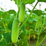 Desi Kheera/Cucumber/Sasa Seeds (275 per packet)