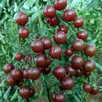 Tomato Black Cherry 50 Seeds Vegetable Garden Spring Summer