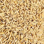 Green World Brown Rice Paddy Seeds for Farming & Agriculture (500 Gms)