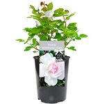 Your Wedding Day Rose - Celebrate The Happy Couple's Big Day with a Unique Living Plant Gift