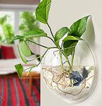 PREMIER PLANTS Wall Hanging Fish Bowl Acrylic (not Glass) 12 inches Medium Size White Colour with Free Stones, Weather Resistant