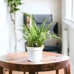 Amulya FARMS & NURSERY Air Purifying Spider Plant Indoor Live Plants for Living Room, Home, Office, Table, Kitchen & Desk Decor Item | Black Pot & FREE FERTILISER Included