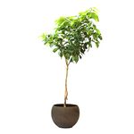 Large Lemon Tree - 1 x Extra Large Plant in 10L Pot (80cm - 100cm Height) - Outdoor Plant - Indoor Plant - Large Stylish Plant - Premium Quality Plants