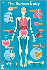 Human Body