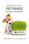 SANAND NATURALS Fresh Pet Wheatgrass Tray for Cats and Dogs – Ready to Eat Cat Grass for Indoor Pets | Supports Natural Digestion & Hairball Control | Organic Non-GMO Green Treat