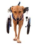 Dog Wheelchairs