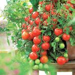 JIGNISHASEEDS Cherry Tomato Organic Summer Vegetable Seeds For Home Garden-Pack Of 50 Seeds