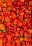 Fresh Scotch Bonnet Pepper (500 gram)