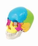 TeachingNest | Didactic Human Skull 22 Parts | Anatomical Model | Bones and Skeleton