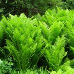 Matteuccia struthiopteris - Shuttlecock Fern Plant in 3 L Pot