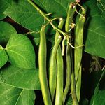 PREMIER SEEDS DIRECT Runner Bean - Firestorm - 55 Grams ~ Approx 40 Seeds - SELF Fertile