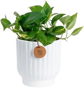 Costa Farms Golden Pothos Live Plant, Devil's Ivy in Decorative Pot, Easy to Maintain, Air Purifying Indoor Houseplant, Home, Room, or Office Decor, House Warming or Birthday Gift, 12-14 Inches Tall