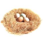 Nest For Chickens