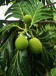 Creative Farmer Live Exotic Veg Plant Breadfruit Gardens Rare Artocarpus Altilis Seedless Herbal for Kitchen Plant(1 Healthy Live Plant)