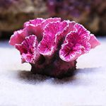 Aquarium Coral Decorations