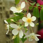 Peter Beales Roses UK Kiftsgate Rambling Rose, 900cm x 600cm, Fragrant White Flowers, Garden Merit Award