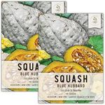 Seed Needs Blue Hubbard Winter Squash Seeds for Planting - Non-GMO, Heirloom & Untreated - Golden Yellow Sweet Flesh Perfect for Baking & Cooking (2 Packs)