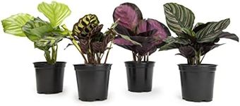 Calathea Prayer Plants Live House Plants Kit (4 PK), Calathea Plant Live Indoor Plants Live Houseplants, Live House Plants Indoors Live Plants Indoor, Live Indoor House Plants Live by Plants for Pets