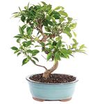 Brussel's Bonsai Live Golden Gate Ficus Indoor Bonsai Tree - 7 Years Old; 8" to 10" Tall with Decorative Container