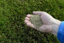 Radha Krishna Agriculture® Imported American Bermuda Lawn Grass Seeds For All session Planting (Pack of 100 seeds)